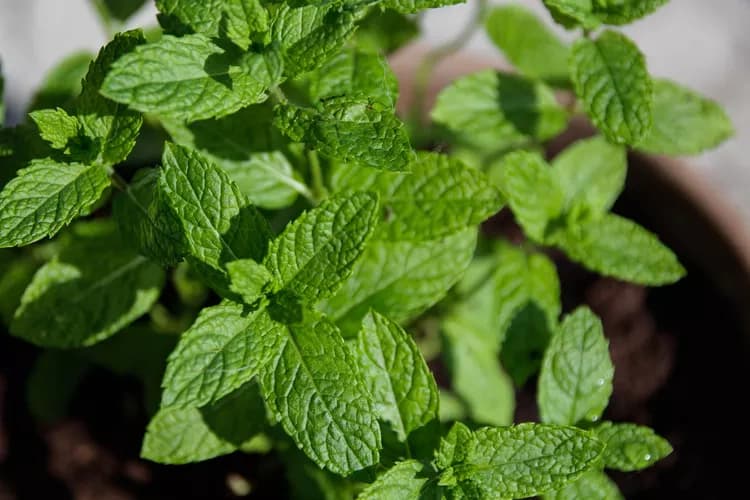 citronella-plant-b5dd4c